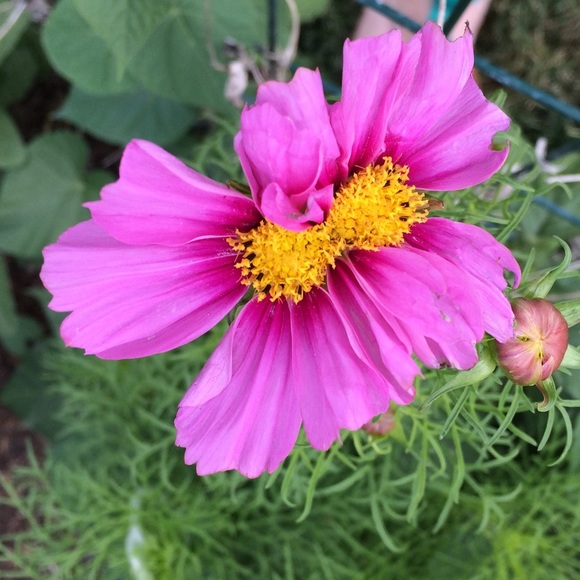 Meet your Posher, Megan - Picture 3 of 4